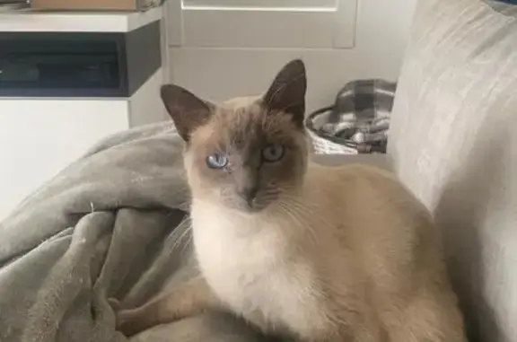 Missing Cat: Small, Blue-Eyed, Dark Grey Face