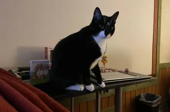Lost Tuxedo Cat: Help Find Our Timid Friend