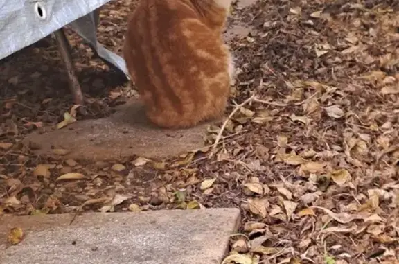 Lost Ginger Cat Found on Dorado Street, Gqeberha