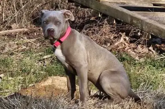 Missing: Lyra, 7-Month Blue Pit in Canehill