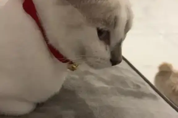 Animaux perdus , photo: Chatte blanche aux yeux bleus perdue à Larreule