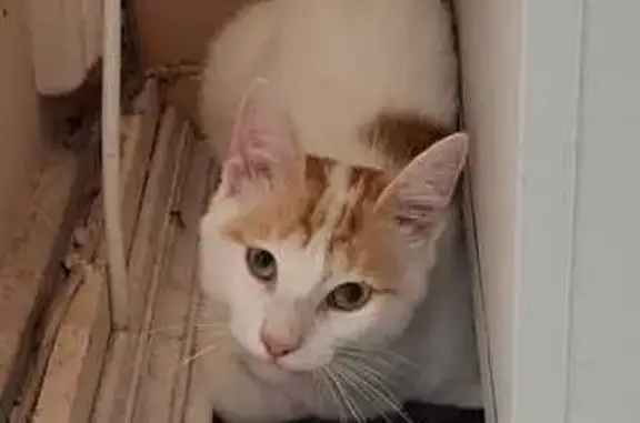Animaux trouvés Troyes, photo: Chat de gouttière blanc et roux trouvé à Troyes