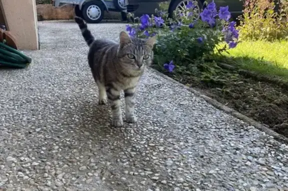 Chat trouvé Limoges, photo: Chat tigré trouvé à Limoges, rue du Mas Batin