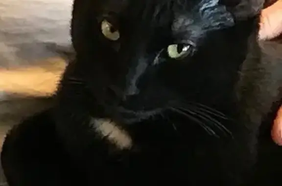 Lost: Large Black Shorthair Cat in Canyon Lake