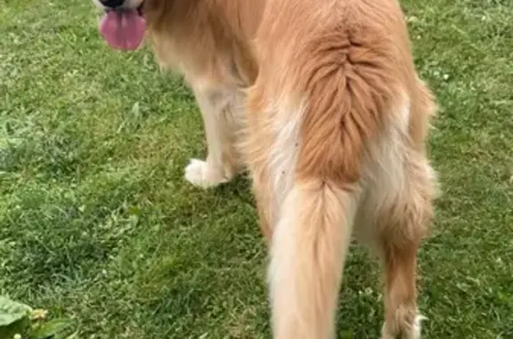 Golden retriever trouvé sans collier à Ingré - photo