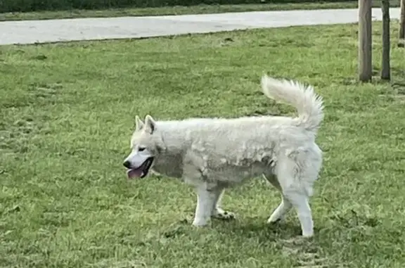 Chien mâle blanc trouvé à Lestrem, Place du 8 Mai - photo