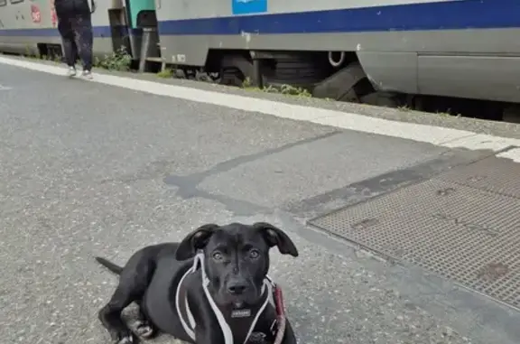 Chien perdu Palau-del-Vidre, photo : Chien disparu: Bébé, 4 mois, noire, tache blanche