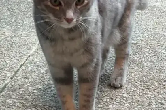 Chat gris et noir trouvé à Moulins - photo