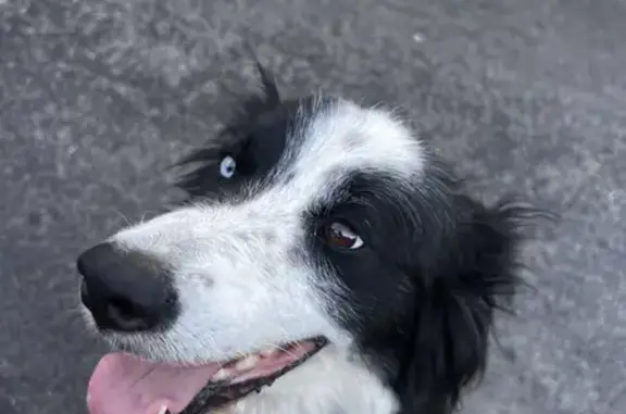 Animaux trouvés , photo: Chien trouvé sur la D34 à Luchapt