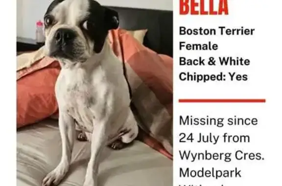 Lost Boston Terrier - Wynberg St, eMalahleni