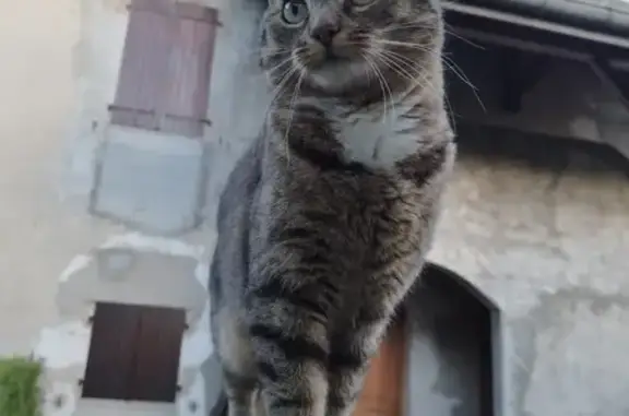 Animaux perdus Annecy, photo: Chat perdu, 3 ans, Avenue de Genève, Annecy