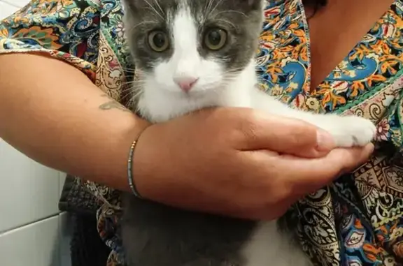 Chat trouvé Lyon, photo: Chaton gris et blanc trouvé à Lyon
