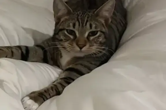 Missing Male Tabby, 9 Months, Sapphire Way