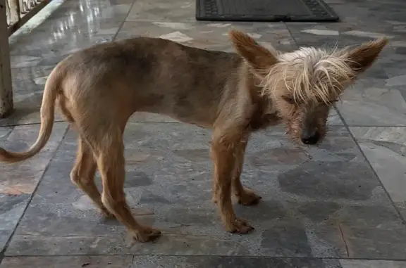 Yorky Perdida: 13 Años, Recompensa en Guadalupe