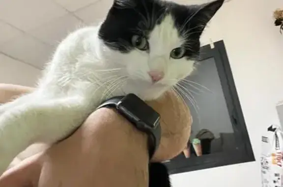Chatte noire et blanche perdue à Thônes - photo
