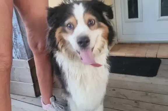 Chienne berger australien trouvée à Narbonne - photo