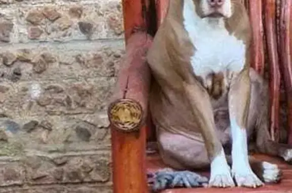 Lost Dog Alert: 2-Year-Old Missing in Centurion