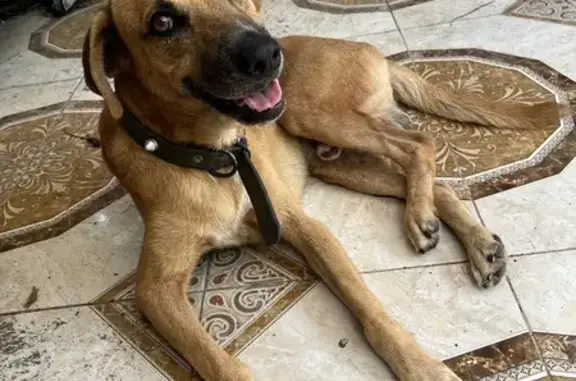Animales perdidos , foto: Perro perdido en Cancún: Tutsi, 11 años, enfermo