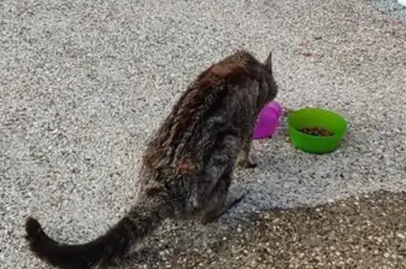 Chat trouvé Grandfontaine, photo: Chat trouvé, affamé et assoiffé à Grandfontaine