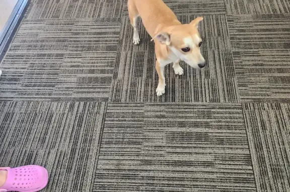 Found: Bonded Chihuahua Mix Pair in Goodyear