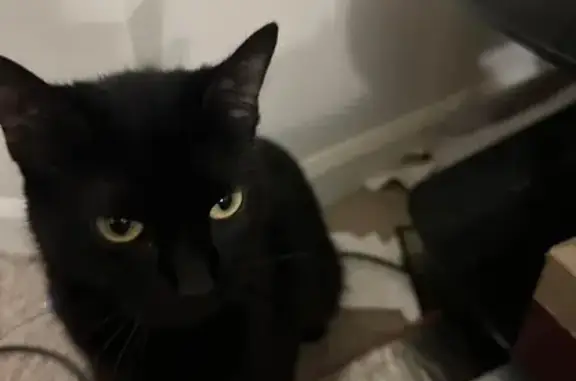 Lost Black Cat in Greenwood - Help Needed!