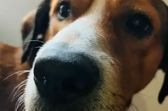 Perro Perdido en García: Café con Collar Naranja