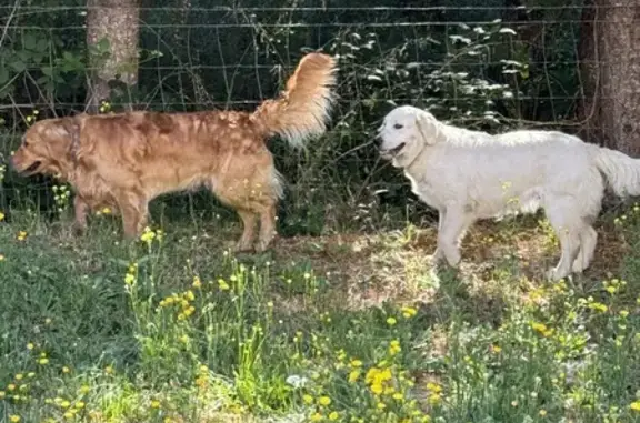 Found: 2 Golden Retrievers at Dairy Queen, OR