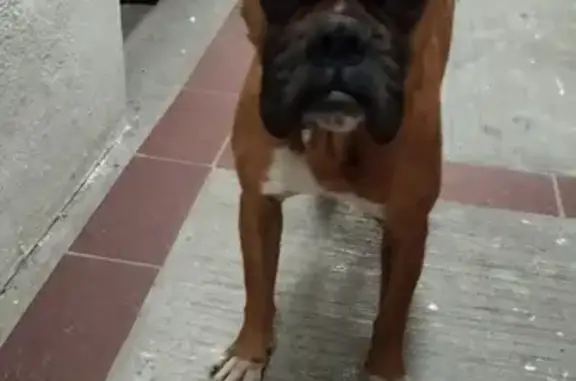 Boxer Café Encontrado en Reforma, Saltillo