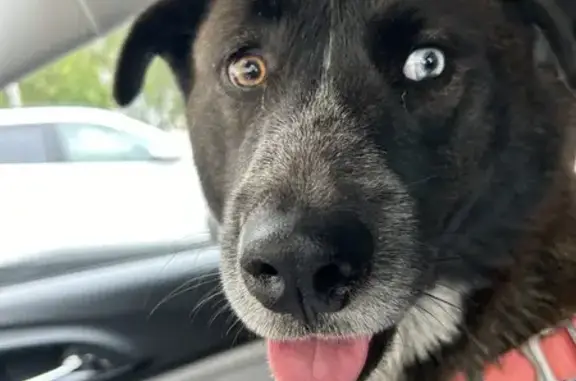 Found Husky Mix with Unique Eyes in Cleveland