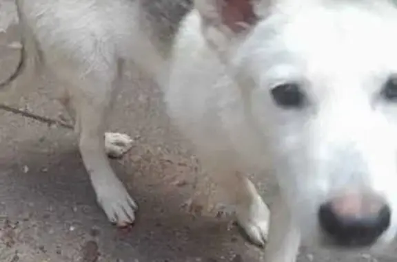 ¡Cachorro Gris y Blanco Encontrado en Zacatecas!