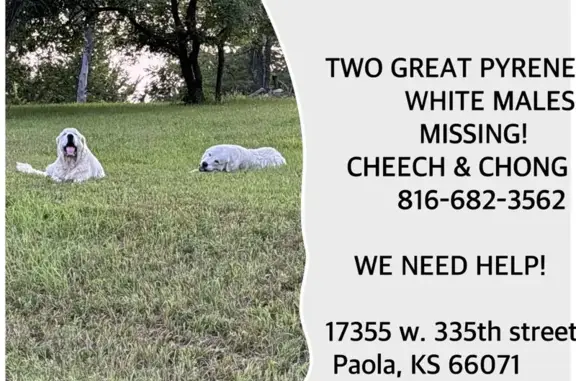 Help Find Cheech & Chong: Lost on 351st St