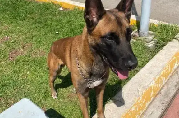 Perro Pastor Belga Encontrado en CDMX