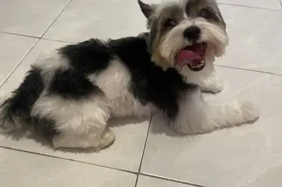 Perro Yorkie Perdido en Mexicali - Ayuda!