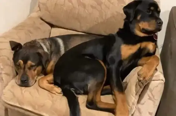 Missing: 2 Rottweilers in Mornington Peninsula