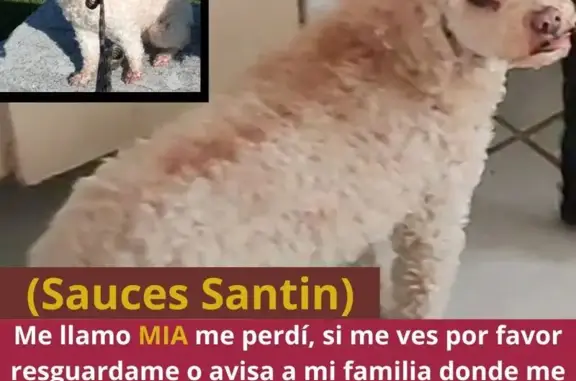 ¡Perro Perdido! French Poodle Blanca-Cremita