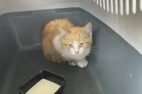 Chaton trouvé sous le capot à Juillan - photo