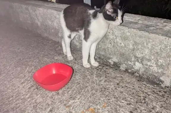 Chaton tricolore trouvé à Tours, Av. Maginot - photo