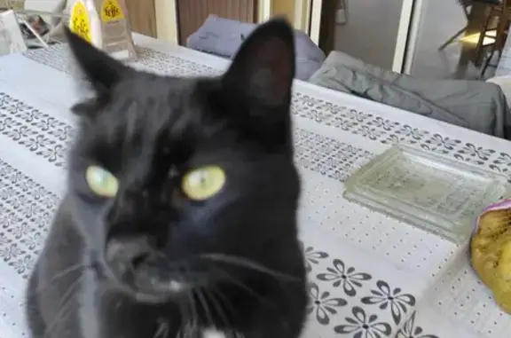 Chat noir affectueux trouvé, tache blanche - photo