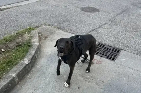 Chien trouvé près station Total Albertville - photo