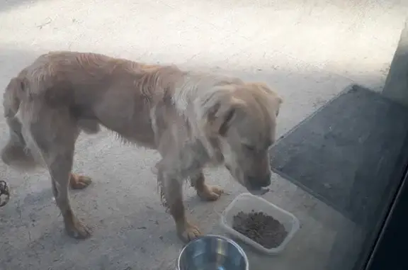Golden retriever mâle trouvé à Chasseneuil - photo