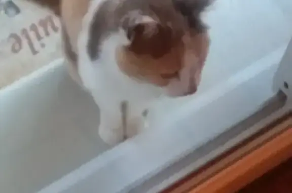 Jeune chat sociable trouvé à Jasseron - photo