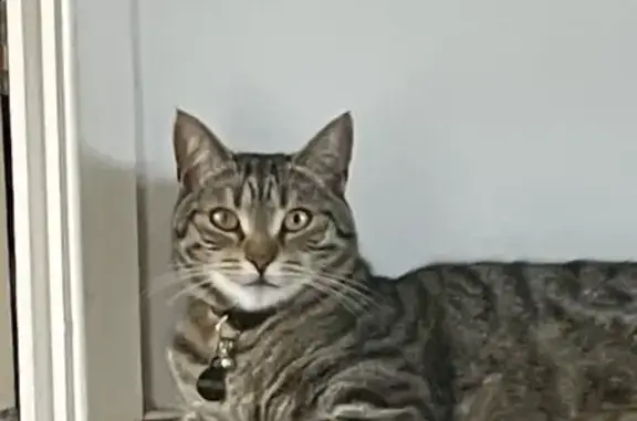 Missing Tabby Cat in Campbelltown - Help!