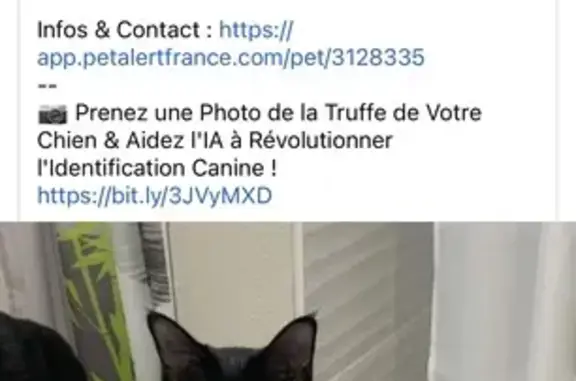 Chat noire Luna disparue, blessée, Montech - photo