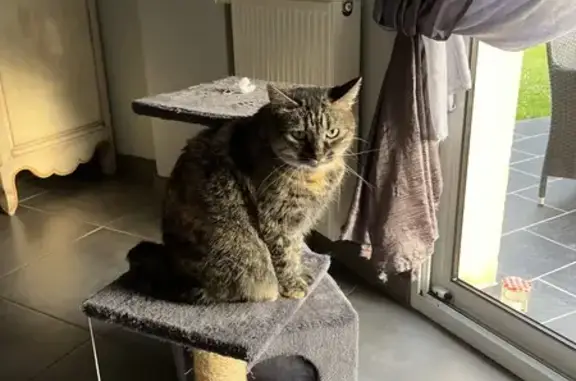 Animaux perdus , photo: Chat perdu à La Neuville-Chant-d'Oisel