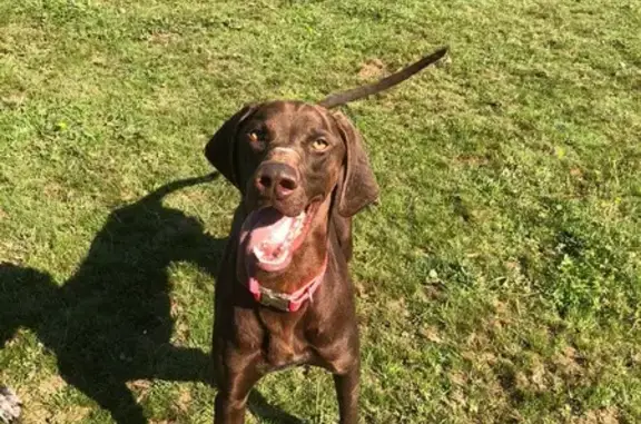 Chien perdu , photo : Braque allemand marron perdu, collier rose, Normandie