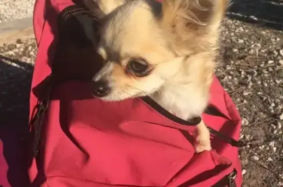 Chien perdu , photo : Chienne chihuahua fauve perdue à Camboulit