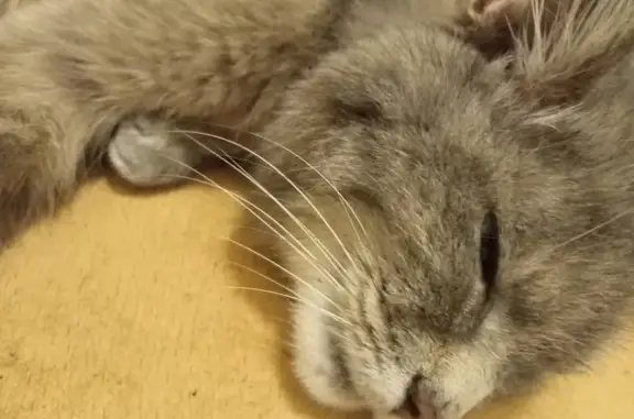 Chat trouvé Lunéville, photo: Chatte écaille de tortue trouvée à Lunéville