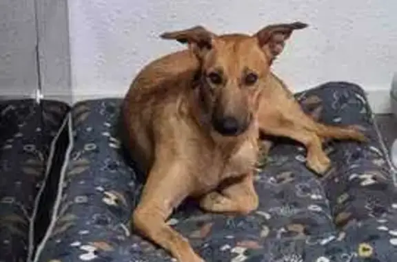 ¡URGENTE! Buscamos Perra Podenco-Mallinois