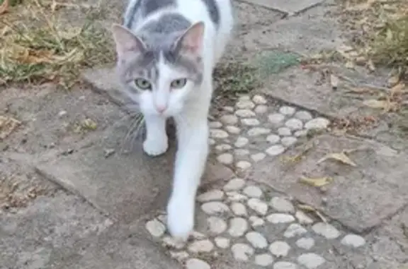 Chatte trouvée à Châtellerault, enceinte? - photo