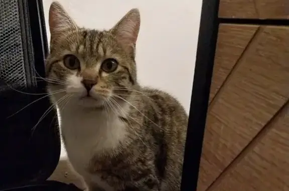 Chat perdu: Milou, collier rouge, Route St-Marcellin - photo